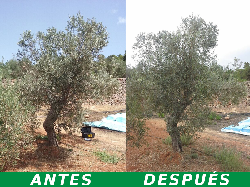 Olivo recuperado por tratamiento fertilizante con Agroargentum